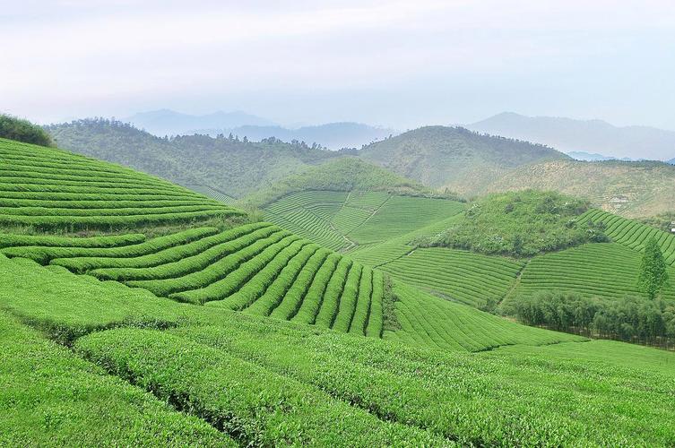 生产,加工,销售和文化为一体的综合型现代化茶叶企业