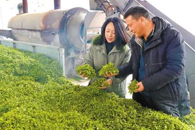 图为福建省连江县长龙镇一家制茶企业负责人在查看待加工的茶青(3月28日摄)。新华社记者 姜克红 摄