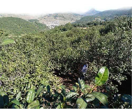 占地47亩的茶叶及高原特色农副产品加工基地;一千亩的生态农业度假区