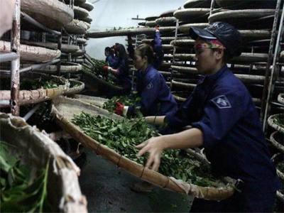 越南乌龙茶农残超标 出口台湾地区受阻