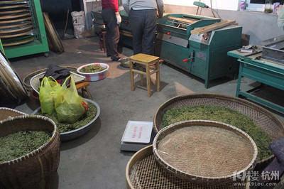 杭州龙井茶叶的加工 & 与父母在竹园 挖春笋-美食狗仔队-美食俱乐部-杭州19楼